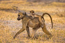 RF - Chacma baboons (Papio ursinus) with baby on back, Chobe National Park, Botswana, May (This image may be licensed either as rights managed or royalty free.)
