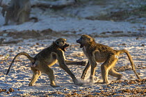 Chacma baboons (Papio ursinus) squabbling, Chobe National Park, Botswana, May