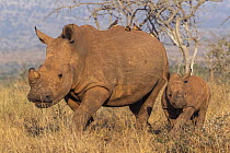 White rhino (Ceratotherium simum) with calf, Zimanga private game reserve, KwaZulu-Natal, South Africa.