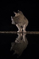 White rhino (Ceratotherium simum) at water at night, Zimanga private game reserve, KwaZulu-Natal, South Africa.