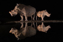 White rhino (Ceratotherium simum) female and calf looking in opposite directions, reflected in waterhole at night. Zimanga private game reserve, KwaZulu-Natal,  South Africa.