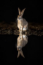 Scrub hare (Lepus saxatilis) sitting at edge of waterhole, reflected at night. Zimanga private game reserve, KwaZulu-Natal, South Africa.