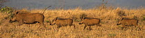 Warthog (Phacochoerus africanus) sounder on the move, Zimanga game reserve, KwaZulu-Natal, South Africa.