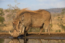 Warthog (Phacochoerus africanus) drinking, with redbilled oxpecker (Buphagus erythrorhynchus), Zimanga game reserve, KwaZulu-Natal, South Africa.