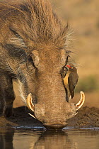 Warthog (Phacochoerus africanus) drinking, with redbilled oxpeckers (Buphagus erythrorhynchus), Zimanga game reserve, KwaZulu-Natal, South Africa.
