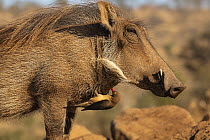 Warthog (Phacochoerus africanus) with Redbilled oxpecker (Buphagus erythrorhynchus), Zimanga game reserve, KwaZulu-Natal, South Africa.