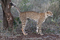 Cheetah (Acinonyx jubatus) spraying / scentmarking tree, Zimanga private game reserve, Kwaqulu-Natal, South Africa.