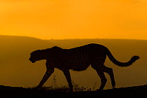 Cheetah (Acinonyx jubatus) walking, silhouetted at dusk. Zimanga private game reserve, KwaZulu-Natal, South Africa.