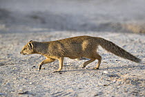Yellow mongoose (Cynictis penicillata) on the move, Kgalagadi Transfrontier National Park, Northern Cape, South Africa, February