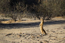 Yellow mongoose (Cynictis penicillata), Kgalagadi Transfrontier National Park, Northern Cape, South Africa, February