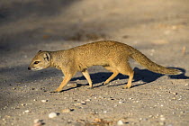 Yellow mongoose (Cynictis penicillata), Kgalagadi Transfrontier National Park, Northern Cape, South Africa, February
