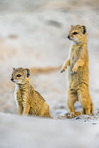 Yellow mongoose (Cynictis penicillata) with pup, Kgalagadi Transfrontier National Park, Northern Cape, South Africa, February