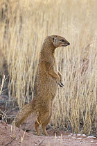 Pregnant yellow mongoose (Cynictis penicillata) standing on hind legs, Kgalagadi Transfrontier National Park, Northern Cape, South Africa, February