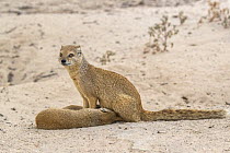 Yellow mongoose (Cynictis penicillata) suckling young, Kgalagadi Transfrontier National Park, Northern Cape, South Africa, February