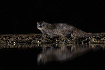 Water mongoose (Attlax paludinosus) at night by waterhole, Zimanga private game reserve, KwaZulu-Natal, South Africa.