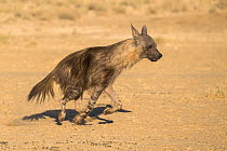Brown hyaena (Hyaena brunnea), Kgalagadi Transfrontier Park, South Africa.