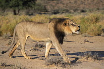 Lion (Panthera leo) male with dark mane contact calling, Kgalagadi Transfrontier Park, South Africa.