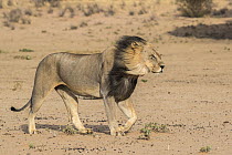 Lion (Panthera leo) male with dark mane, Kgalagadi Transfrontier Park, South Africa.