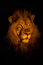RF - Lion (Panthera leo) head portrait at night, Zimanga private game reserve, KwaZulu-Natal, South Africa. (This image may be licensed either as rights managed or royalty free.)