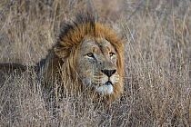 Lion (Panthera leo), Zimanga private game reserve, KwaZulu-Natal, South Africa.