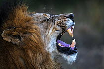 Lion (Panthera leo) showing flehmen response, Zimanga private game reserve, KwaZulu-Natal, South Africa.