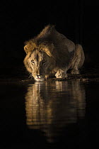 Lion (Panthera leo) drinking at night, Zimanga private game reserve, KwaZulu-Natal, South Africa.