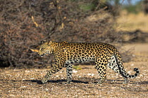 Leopard (Panthera pardus) female, Kgalagadi transfrontier park, South Africa.