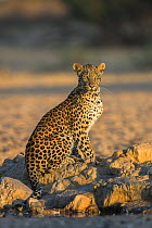 Leopard (Panthera pardus) female, Kgalagadi transfrontier park, South Africa.