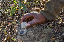Guide lifting trap door of spider burrow to show baby spiderlings inside, iMfolozi game reserve, KwaZulu-Natal, South Africa.