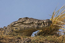 Nile crocodile (Crocodylus niloticus), Chobe river, Botswana.