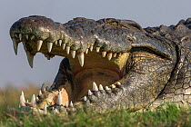 RF - Nile crocodile (Crocodylus niloticus head close up with jaws open, Chobe river, Botswana. (This image may be licensed either as rights managed or royalty free.)