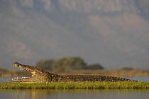 Nile crocodile (Crocodylus niloticus), Zimanga game reserve, KwaZulu-Natal, South Africa.