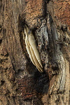 Old honeycomb on baobab (Adansonia digitata), Chobe National Park, Botswana.