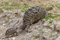 Leopard / Mountain tortoise (Stigmochelys pardalis) small male courting large female, Kgalagadi transfrontier park, South Africa, February
