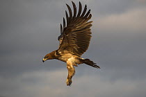 Tawny eagle (Aquila rapax) in flight, Zimanga private game reserve, KwaZulu-Natal, South Africa.