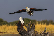 African fish eagle (Haliaeetus vocifer) pair, Chobe river, Botswana.