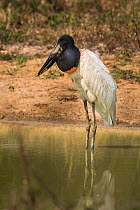 American stork (Jabiru mycteria) standing in water. Pantanal, Mato Grosso, Brazil.