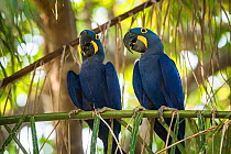 Hyacinth macaw (Anodorhynchus hyacinthinus) pair perched on branch. Mato Grosso forest, Pantanal, Mato Grosso, Brazil.