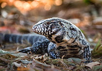 Argentine black and white tegu lizard (Tupinambis merianae), portrait. Pantanal, Mato Grosso, Brazil.