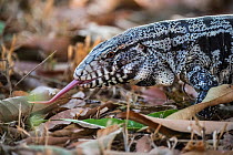 Argentine black and white tegu lizard (Tupinambis merianae), tasting air with tongue. Pantanal, Mato Grosso, Brazil.