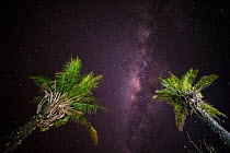 Palm trees with milky way in night sky. Pantanal, Mato Grosso, Brazil.