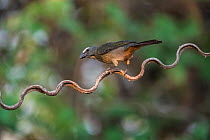 Greyish saltator (Saltator coerulescens). Pantanal, Mato Grosso, Brazil.