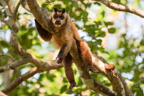 Brown striped tufted capuchin monkey (Sapajus apella) resting in tree. Amazon rainforest, Mato Grosso Brazil.
