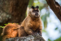 Brown striped tufted capuchin monkey (Sapajus apella). Pantanal, Mato Grosso Brazil.