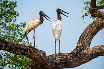 American stork (Jabiru mycteria), two standing in tree with beaks open. Pantanal, Mato Grosso, Brasil.