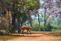 Marsh deer (Blastocerus dichotomus) walking across track in forest. Pantanal, Mato Grosso, Brazil.