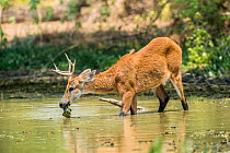 Marsh deer (Blastocerus dichotomus) feeding in wetland. Pantanal, Mato Grosso, Brazil.