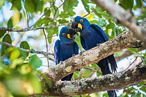 Hyacinth macaw (Anodorhynchus hyacinthinus) pair in courtship, perched in tree. Mato Grosso forest, Pantanal, Mato Grosso, Brazil.