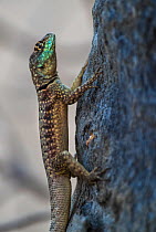 Lizard climbing up tree trunk. Pantanal, Mato Grosso, Brazil.