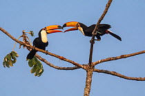 Toco toucan (Ramphastos toco) pair billing in tree. Pantanal forest, Mato Grosso, Brazil.